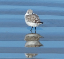 Sanderling